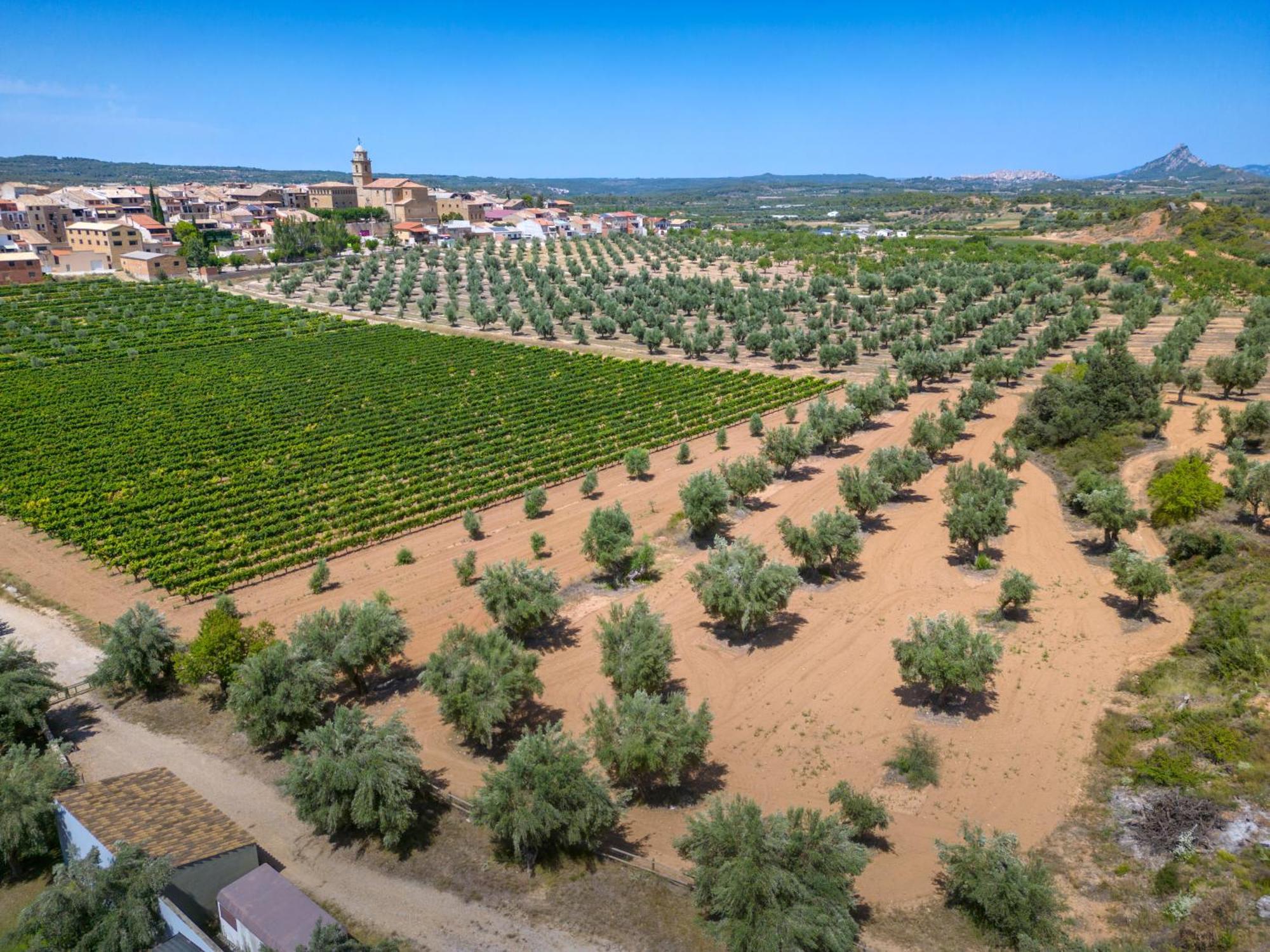 Hotel & Resort Vilar Rural D'Arnes By Serhs Hotels Sant Carlos de la Ràpita Exteriér fotografie